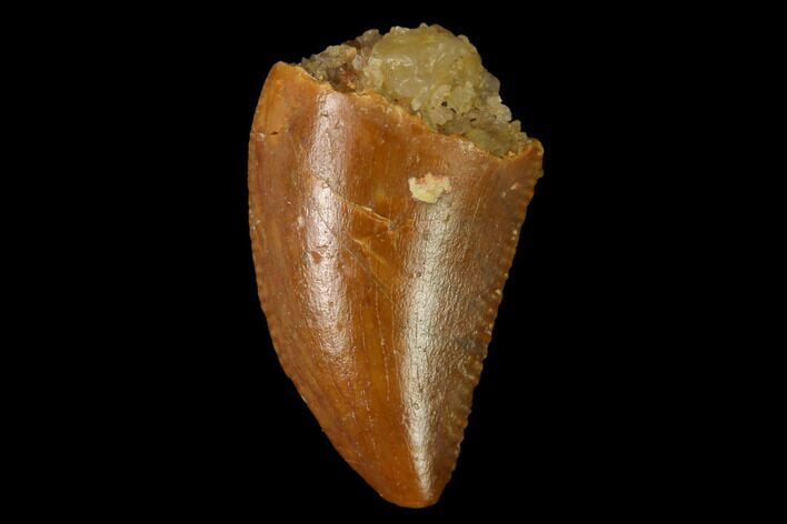 Serrated, Raptor Tooth - Real Dinosaur Tooth #154805
